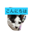 ミーちゃんスタンプ（個別スタンプ：4）