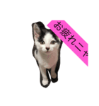 ミーちゃんスタンプ（個別スタンプ：5）