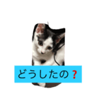 ミーちゃんスタンプ（個別スタンプ：6）