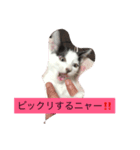 ミーちゃんスタンプ（個別スタンプ：7）