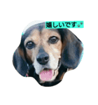 犬のハナは謙虚です。（個別スタンプ：1）