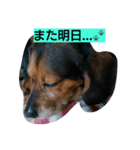 犬のハナは謙虚です。（個別スタンプ：2）