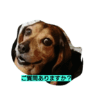 犬のハナは謙虚です。（個別スタンプ：4）