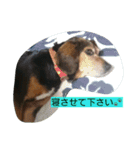 犬のハナは謙虚です。（個別スタンプ：5）