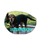 犬のハナは謙虚です。（個別スタンプ：6）