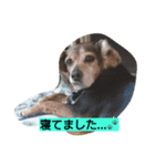 犬のハナは謙虚です。（個別スタンプ：7）