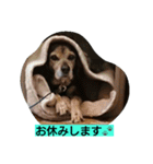 犬のハナは謙虚です。（個別スタンプ：9）
