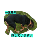 犬のハナは謙虚です。（個別スタンプ：10）