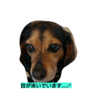 犬のハナは謙虚です。（個別スタンプ：11）