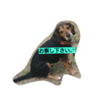 犬のハナは謙虚です。（個別スタンプ：12）