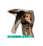 犬のハナは謙虚です。（個別スタンプ：13）