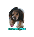 犬のハナは謙虚です。（個別スタンプ：15）