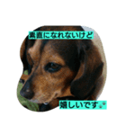 犬のハナは謙虚です。（個別スタンプ：16）
