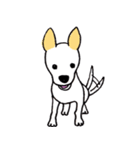 バセンジーミックス犬のボブ君（個別スタンプ：20）