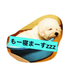 ソルト犬(ビションフリーゼ)（個別スタンプ：1）