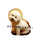 ソルト犬(ビションフリーゼ)（個別スタンプ：2）