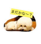 ソルト犬(ビションフリーゼ)（個別スタンプ：3）