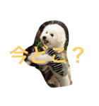 ソルト犬(ビションフリーゼ)（個別スタンプ：4）