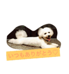 ソルト犬(ビションフリーゼ)（個別スタンプ：5）