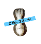 ソルト犬(ビションフリーゼ)（個別スタンプ：6）