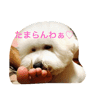 ソルト犬(ビションフリーゼ)（個別スタンプ：7）