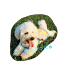 ソルト犬(ビションフリーゼ)（個別スタンプ：8）