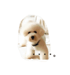 ソルト犬(ビションフリーゼ)（個別スタンプ：9）