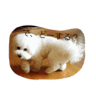 ソルト犬(ビションフリーゼ)（個別スタンプ：11）