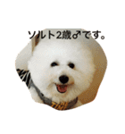 ソルト犬(ビションフリーゼ)（個別スタンプ：12）