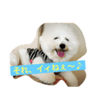 ソルト犬(ビションフリーゼ)（個別スタンプ：13）