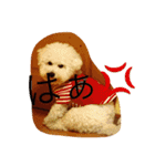 ソルト犬(ビションフリーゼ)（個別スタンプ：14）