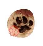 ソルト犬(ビションフリーゼ)（個別スタンプ：16）