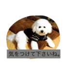 ソルト犬(ビションフリーゼ)（個別スタンプ：17）