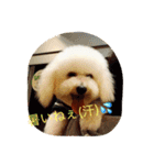 ソルト犬(ビションフリーゼ)（個別スタンプ：18）