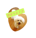 ソルト犬(ビションフリーゼ)（個別スタンプ：19）