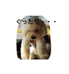 ソルト犬(ビションフリーゼ)（個別スタンプ：20）