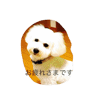 ソルト犬(ビションフリーゼ)（個別スタンプ：21）