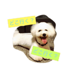 ソルト犬(ビションフリーゼ)（個別スタンプ：22）