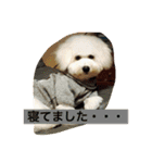 ソルト犬(ビションフリーゼ)（個別スタンプ：23）