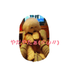 ソルト犬(ビションフリーゼ)（個別スタンプ：24）