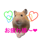キンクマハムスター チャッピー 2（個別スタンプ：1）