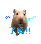 キンクマハムスター チャッピー 2（個別スタンプ：2）