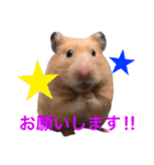 キンクマハムスター チャッピー 2（個別スタンプ：3）
