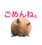 キンクマハムスター チャッピー 2（個別スタンプ：4）