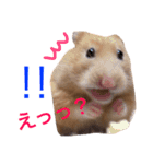 キンクマハムスター チャッピー 2（個別スタンプ：7）