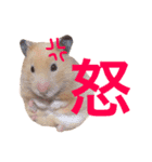 キンクマハムスター チャッピー 2（個別スタンプ：8）