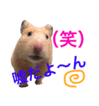 キンクマハムスター チャッピー 2（個別スタンプ：9）