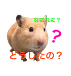 キンクマハムスター チャッピー 2（個別スタンプ：10）