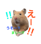 キンクマハムスター チャッピー 2（個別スタンプ：11）