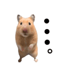 キンクマハムスター チャッピー 2（個別スタンプ：12）